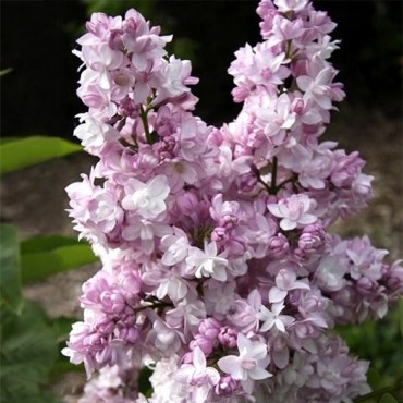 0роза москвы